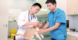 猫狗绝育手术护理