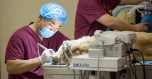 新瑞鹏专业性获认可，旗下多家医院获评兽医专科培养机构