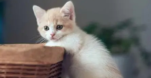 小猫多久断奶吃猫粮