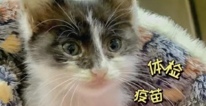 猫咪急性腹泻怎么用药？