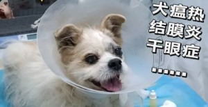 小狗会有狂犬病吗？