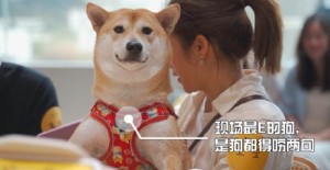 狗狗双排牙怎么办？